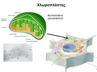 Χλωροπλάστης

    Φωτοσύνθεση
    (χλωροφύλλη)
 