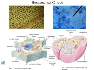 Ευκαρυωτικά Κύτταρα
 