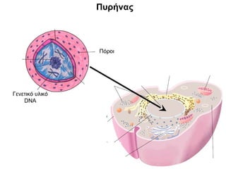 Πυρήνας



                 Πόροι




Γενετικό υλικό
    DNA
 