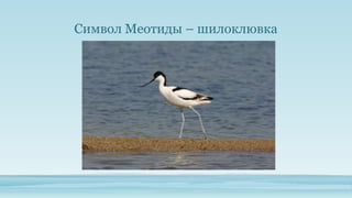 Символ Меотиды – шилоклювка

 