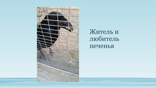 Житель и
любитель
печенья

 