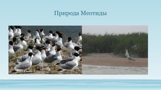 Природа Меотиды

 