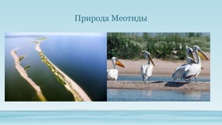 Природа Меотиды

 