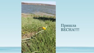 Пришла
ВЕСНА!!!!

 