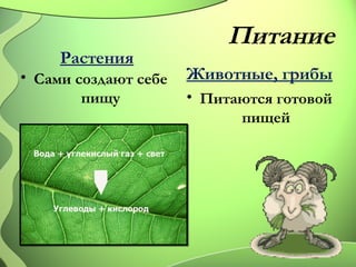 Питание 
Растения 
• Сами создают себе 
пищу 
Животные, грибы 
• Питаются готовой 
пищей 
 