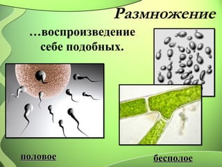 Размножение 
ббеессппооллооее 
…воспроизведение 
себе подобных. 
ппооллооввооее 
