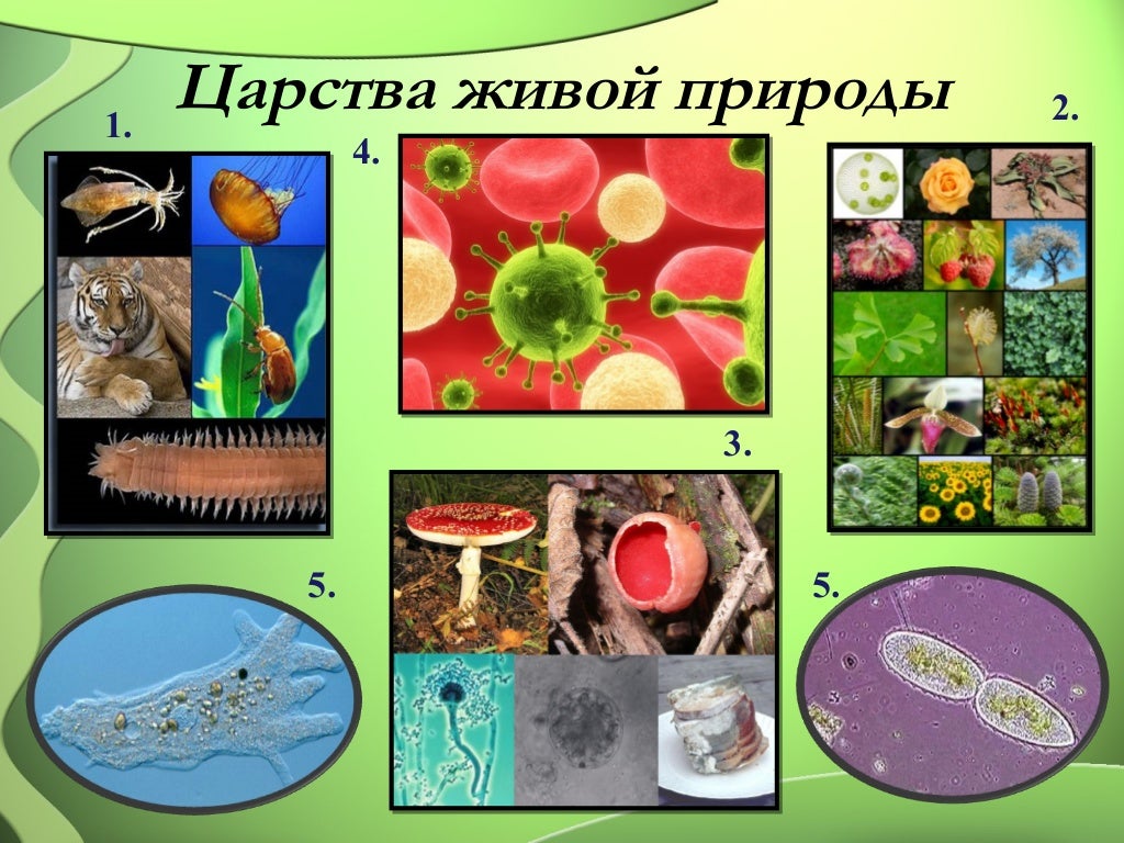 Живые организмы. Разнообразие живых организмов. Разложение живых организмов. Разлагает живых организмов.
