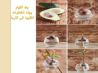 مشروع الاحياء1 2