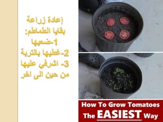 مشروع الاحياء1 2