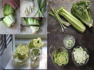 مشروع الاحياء1 2