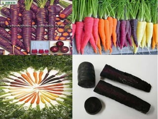 مشروع الاحياء1 2