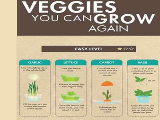 مشروع الاحياء1 2