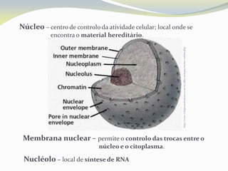 http://www.colegiosaofrancisco.com.br/alfa/citologia/nucleo-celular.php
Núcleo – centro de controlo da atividade celular; local onde se
encontra o material hereditário.
Membrana nuclear – permite o controlo das trocas entre o
núcleo e o citoplasma.
Nucléolo – local de síntese de RNA
 