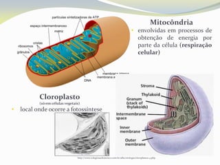 Mitocôndria
• envolvidas em processos de
obtenção de energia por
parte da célula (respiração
celular)
http://www.colegiosaofrancisco.com.br/alfa/citologia/cloroplastos-4.php
Cloroplasto
(só em células vegetais)
• local onde ocorre a fotossíntese
 
