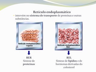 Retículo endoplasmático
• intervém no sistema de transporte de proteínas e outras
substâncias.
REL
Síntese de lípidos e de
hormonas derivadas do
colesterol
RER
Síntese de
proteínas
 