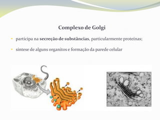 Complexo de Golgi
• participa na secreção de substâncias, particularmente proteínas;
• síntese de alguns organitos e formação da parede celular
 