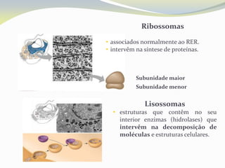 Ribossomas
• associados normalmente ao RER.
• intervêm na síntese de proteínas.
Lisossomas
• estruturas que contêm no seu
interior enzimas (hidrolases) que
intervêm na decomposição de
moléculas e estruturas celulares.
Subunidade maior
Subunidade menor
 