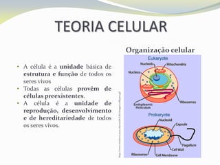 TEORIA CELULAR
• A célula é a unidade básica de
estrutura e função de todos os
seres vivos
• Todas as células provêm de
células preexistentes.
• A célula é a unidade de
reprodução, desenvolvimento
e de hereditariedade de todos
os seres vivos.
Organização celular
http://www.windows.ucar.edu/earth/Life/images/celltypes.gif
 