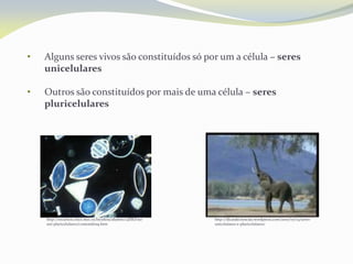 • Alguns seres vivos são constituídos só por um a célula – seres
unicelulares
• Outros são constituídos por mais de uma célula – seres
pluricelulares
http://recursos.cnice.mec.es/biosfera/alumno/4ESO/ser
uni-pluricelulares/contenidos9.htm
http://dicasdeciencias.wordpress.com/2007/07/13/seres-
unicelulares-e-pluricelulares/
 
