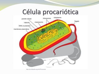 http://pt.wikipedia.org/wiki/Procarionte
Célula procariótica
 
