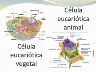 http://www.aldeaeducativa.com/aldea/Fotos.ASP?which=/IMAGES/celula.gif
Célula
eucariótica
vegetal
Célula
eucariótica
animal
 