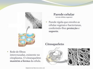 Adaptado de José Salsa (www.cientic.com)
Parede celular
(só em células vegetais)
Citosqueleto
• Parede rígida que envolve as
células vegetais e bacterianas,
conferindo-lhes proteção e
suporte.
• Rede de fibras
intercruzadas, existente no
citoplasma. O citoesqueleto
mantém a forma da célula.
 