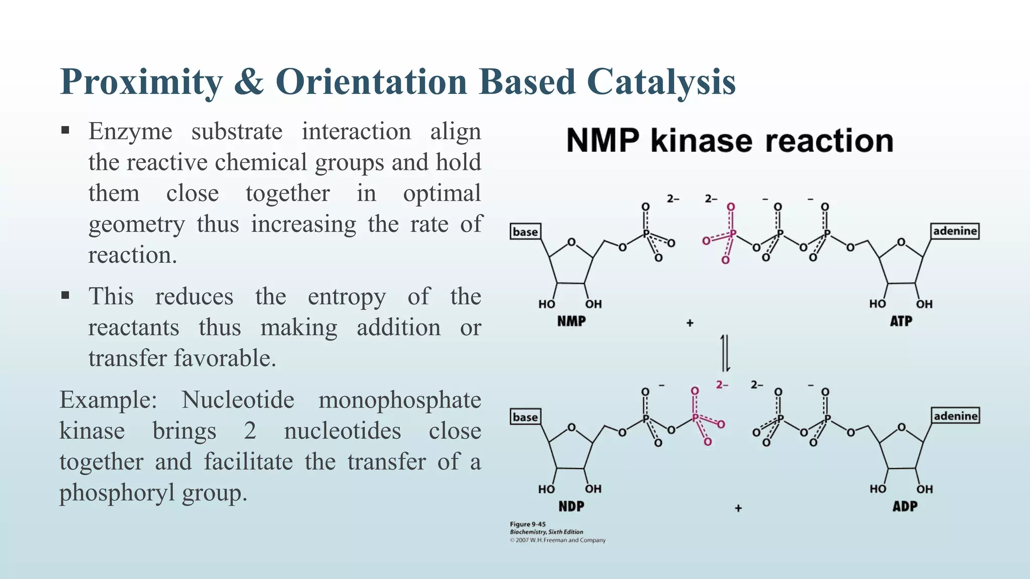 Proximity & Orientation Based Catalysis
 Enzyme substrate interaction align
the reactive chemical groups and hold
them close together in optimal
geometry thus increasing the rate of
reaction.
 This reduces the entropy of the
reactants thus making addition or
transfer favorable.
Example: Nucleotide monophosphate
kinase brings 2 nucleotides close
together and facilitate the transfer of a
phosphoryl group.
 