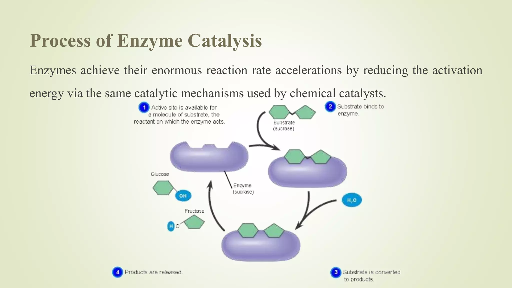 Process of Enzyme Catalysis
Enzymes achieve their enormous reaction rate accelerations by reducing the activation
energy via the same catalytic mechanisms used by chemical catalysts.
 