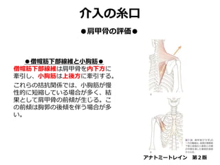 アナトミートレイン 第２版
●僧帽筋下部線維と小胸筋●
僧帽筋下部線維は肩甲骨を内下方に
牽引し、小胸筋は上後方に牽引する。
これらの拮抗関係では、小胸筋が慢
性的に短縮している場合が多く、結
果として肩甲骨の前傾が生じる。こ
の前傾は胸郭の後傾を伴う場合が多
い。
介入の糸口
●肩甲骨の評価●
 
