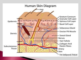 cosmetics and cosmeticals [department of pharmaceutics] | PPTX