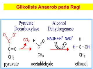 12
C
C
CH3
O
O
O
C
CH3
OHC
CH3
OH H
H
NADH+H+
NAD+
CO2
Pyruvate Alcohol
Decarboxylase Dehydrogenase
pyruvate acetaldehyde ethanol
Glikolisis Anaerob pada Ragi
 