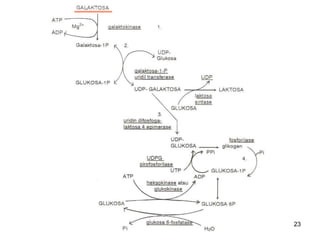 23
Metabolisme Galaktosa
 