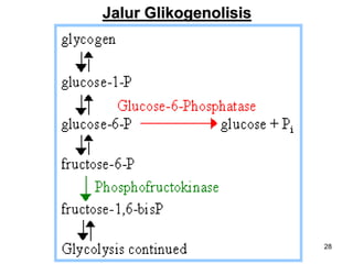 28
Jalur Glikogenolisis
 