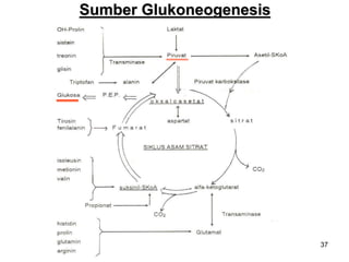 37
Sumber Glukoneogenesis
 