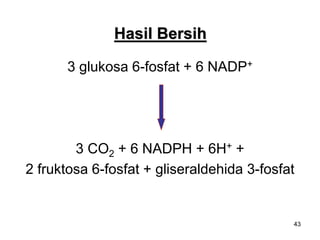 43
Hasil Bersih
3 glukosa 6-fosfat + 6 NADP+
3 CO2 + 6 NADPH + 6H+ +
2 fruktosa 6-fosfat + gliseraldehida 3-fosfat
 