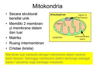 Mitokondria
• Secara struktural
bersifat unik
• Memiliki 2 membran:
yi membrane dalam
dan luar
• Matriks
• Ruang intermembran
• Cristae (krista)
Membran luar berbeda dengan membrane dalam karena
lebih berpori. Sehingga membrane dalam berfungsi sebagai
barier / penahan bagi berbagai metabolit.
 