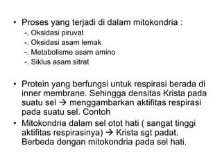 • Proses yang terjadi di dalam mitokondria :
-. Oksidasi piruvat
-. Oksidasi asam lemak
-. Metabolisme asam amino
-. Siklus asam sitrat
• Protein yang berfungsi untuk respirasi berada di
inner membrane. Sehingga densitas Krista pada
suatu sel  menggambarkan aktifitas respirasi
pada suatu sel. Contoh
• Mitokondria dalam sel otot hati ( sangat tinggi
aktifitas respirasinya)  Krista sgt padat.
Berbeda dengan mitokondria pada sel hati.
 