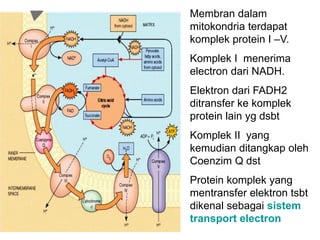 Membran dalam
mitokondria terdapat
komplek protein I –V.
Komplek I menerima
electron dari NADH.
Elektron dari FADH2
ditransfer ke komplek
protein lain yg dsbt
Komplek II yang
kemudian ditangkap oleh
Coenzim Q dst
Protein komplek yang
mentransfer elektron tsbt
dikenal sebagai sistem
transport electron
 
