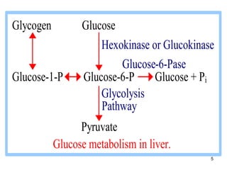 5
Glycogen Glucose
Hexokinase or Glucokinase
Glucose-6-Pase
Glucose-1-P Glucose-6-P Glucose + Pi
Glycolysis
Pathway
Pyruvate
Glucose metabolism in liver.
 