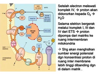 Setelah electron melewati
komplek IV,  proton akan
didonorkan kepada O2 
H2O
Selama elekton bergerak
melalui komplek I, III dan
IV dari ETS  proton
dipompa dari matriks ke
ruang intermembran
mitokondria
 Shg akan menghslkan
sumber energi potensial
dgn konsentrasi proton di
ruang inter membrane
lebih tinggi dibanding dgn
di dalam matrik .
 