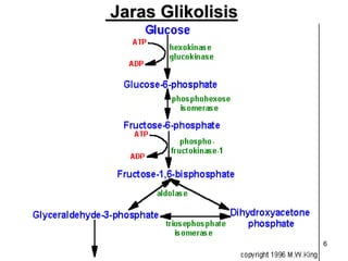 6
Jaras Glikolisis
 