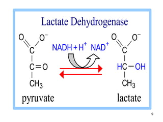 9
C
C
CH3
O
O
O
C
HC
CH3
O
OH
O
NADH+H+
NAD+
Lactate Dehydrogenase
pyruvate lactate
 