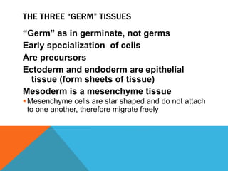 Intra uterine development | PPTX