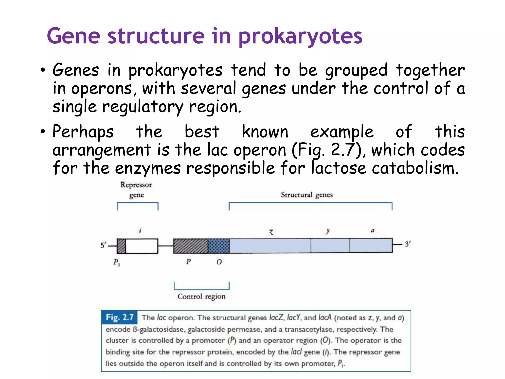 Gene structure in prokaryotes
• Genes in prokaryotes tend to be grouped together
in operons, with several genes under the control of a
single regulatory region.
• Perhaps the best known example of this
arrangement is the lac operon (Fig. 2.7), which codes
for the enzymes responsible for lactose catabolism.
 