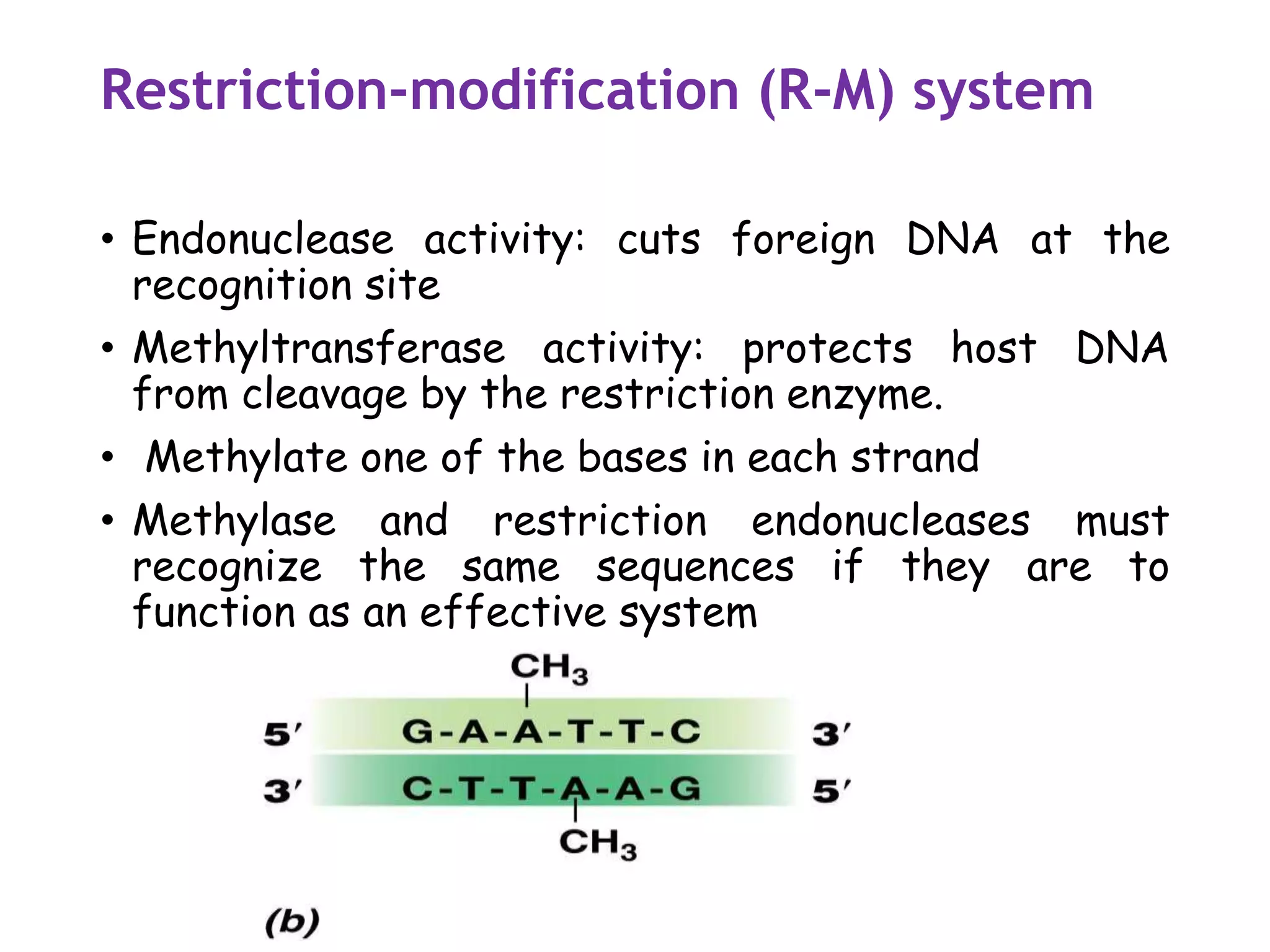 Restriction-modification (R-M) system
• Endonuclease activity: cuts foreign DNA at the
recognition site
• Methyltransferase activity: protects host DNA
from cleavage by the restriction enzyme.
• Methylate one of the bases in each strand
• Methylase and restriction endonucleases must
recognize the same sequences if they are to
function as an effective system
 