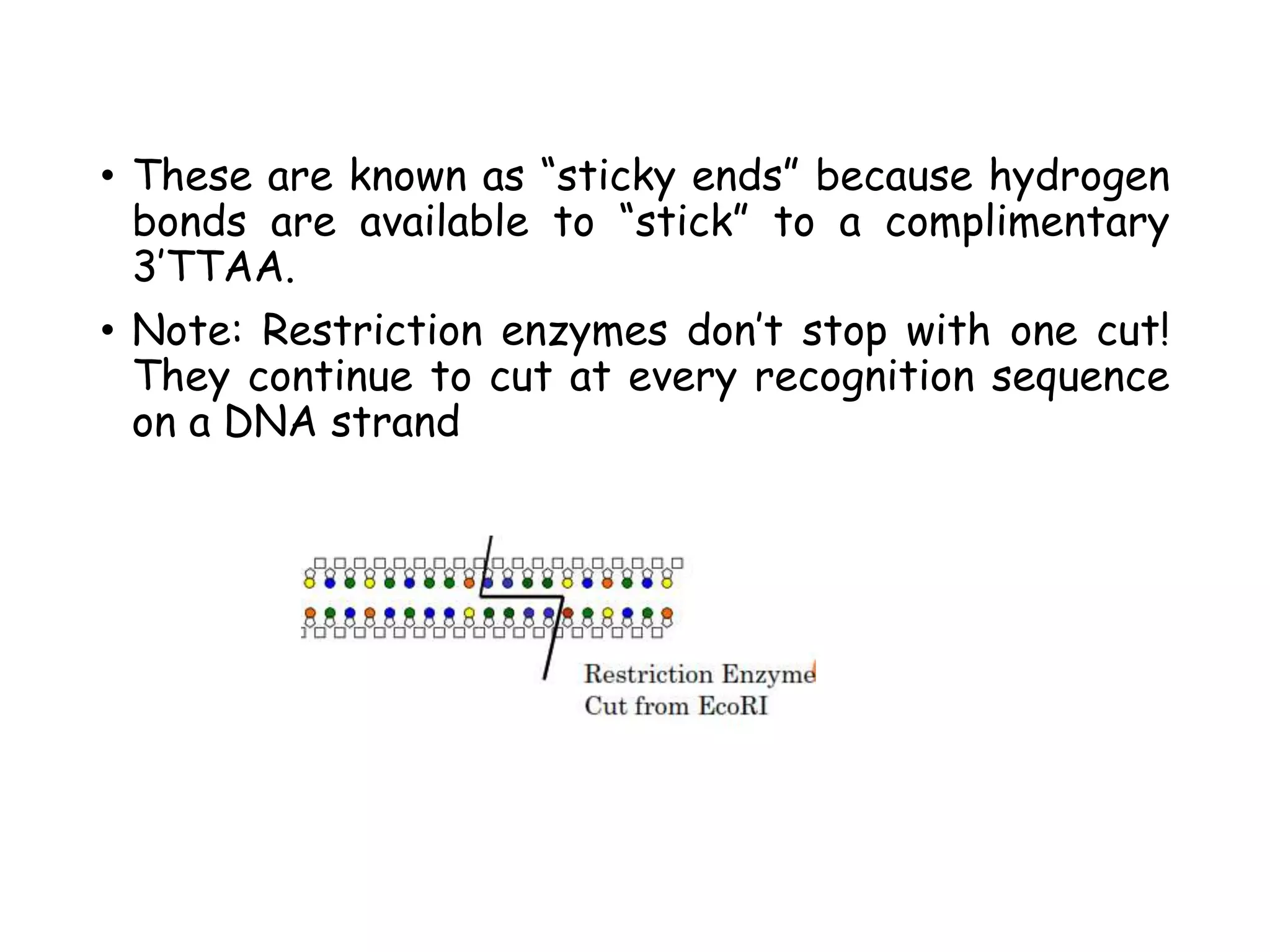 • These are known as “sticky ends” because hydrogen
bonds are available to “stick” to a complimentary
3’TTAA.
• Note: Restriction enzymes don’t stop with one cut!
They continue to cut at every recognition sequence
on a DNA strand
 
