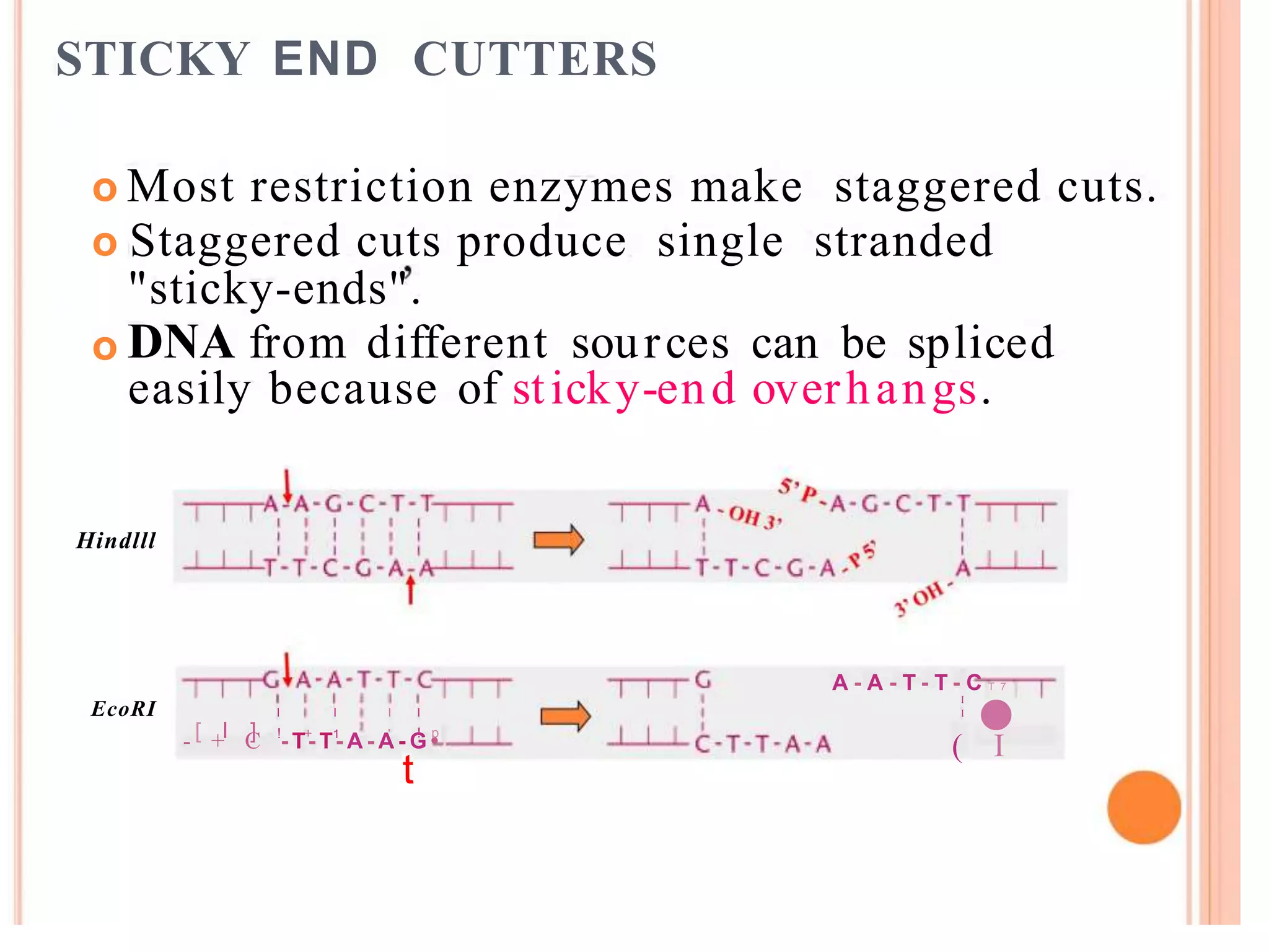 STICKY END CUTTERS
Most restriction enzymes make staggered cuts.
Staggered cuts produce single stranded
"sticky-ends".
o
o
DNA from different sources
easily because of sticky-end
can be spliced
overhangs.
o
Hindlll
•
A - A - T - T - C T 7
I
IEcoRI I I I I
[ I ] ! + 1 ' ! p
( I- + C - T- T- A - A - G •
t
 