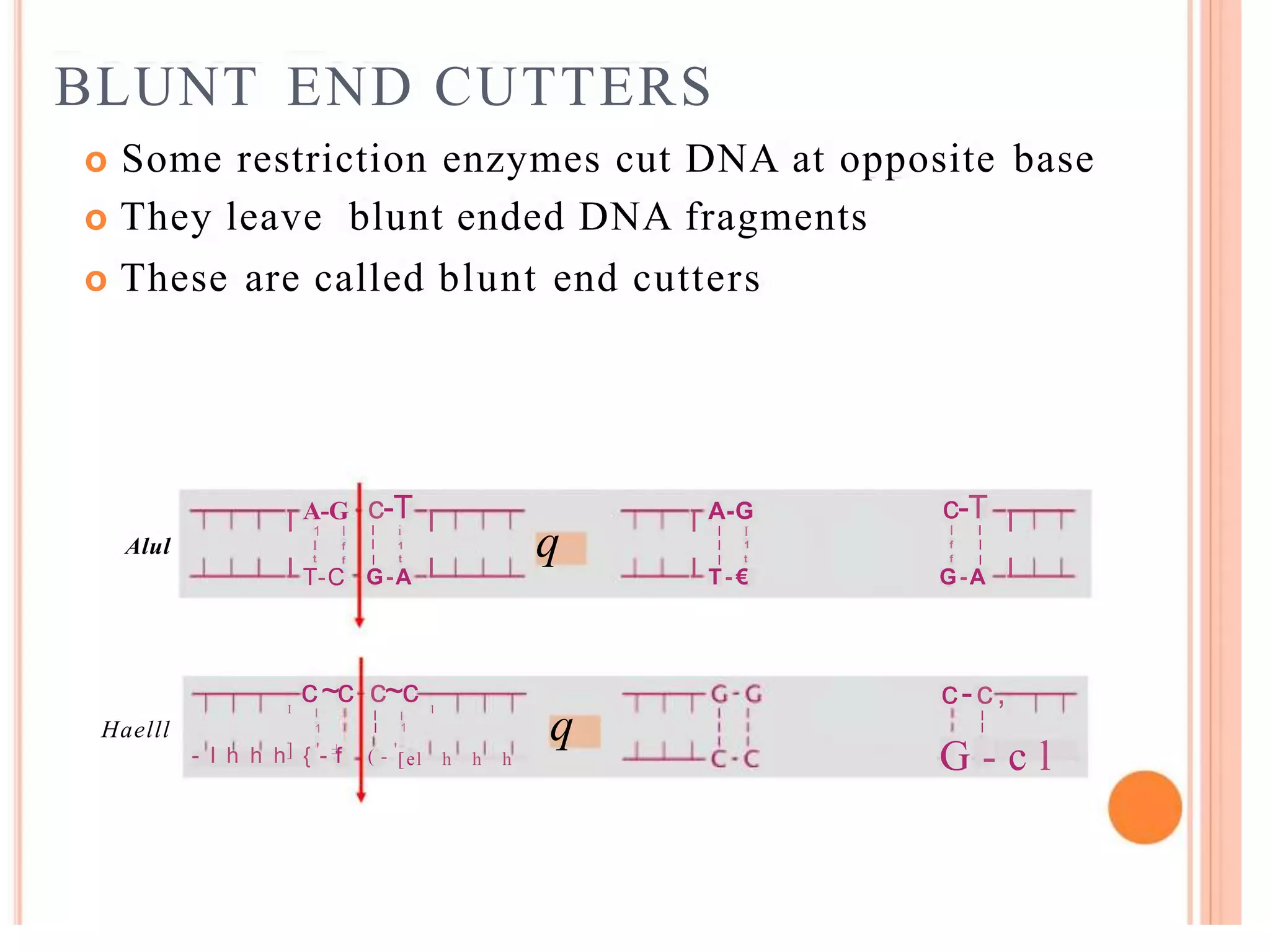 BLUNT END CUTTERS
o Some restriction enzymes cut DNA at opposite
o They leave blunt ended DNA fragments
base
o These are called blunt end cutters
c-T
I i
I 1
c-T
I I
A-G A-G
I
I
I
I
I
I
I
I
q1
l
I
f
f
I
I
I
1
t
Alul If
fI I It t
T-C G-A T- € G-A
c~c c~c
I I
c-c,
I
I
G - c l
q
I 1I
1Haelll I 1
- l h h h] { '- ±f ( - '
[el h h h
 