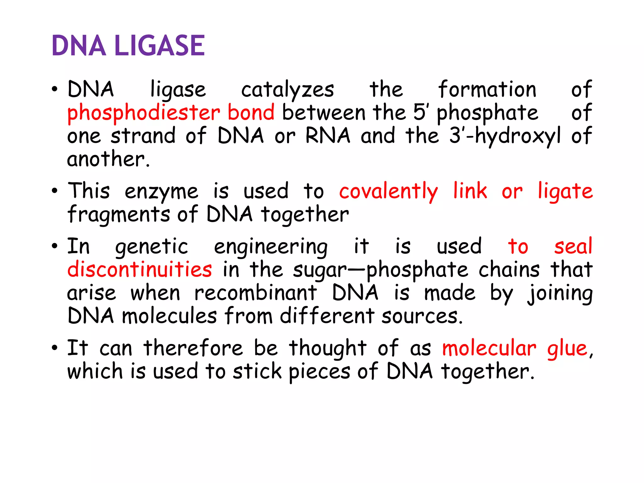 DNA LIGASE
• DNA ligase catalyzes the formation of
phosphodiester bond between the 5’ phosphate of
one strand of DNA or RNA and the 3’-hydroxyl of
another.
• This enzyme is used to covalently link or ligate
fragments of DNA together
• In genetic engineering it is used to seal
discontinuities in the sugar—phosphate chains that
arise when recombinant DNA is made by joining
DNA molecules from different sources.
• It can therefore be thought of as molecular glue,
which is used to stick pieces of DNA together.
 