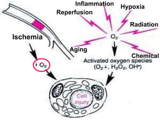 Inflammation Hypoxia
Chemical
Reperfusion
Radiation
Aging
Ischemia
 
